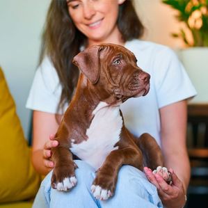 Petit pitbull sur les genoux de sa maîtresse