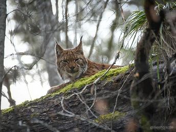 Lynx en forêt derrière un tronc d'arbre