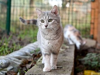 Chat dans un refuge en extérieur