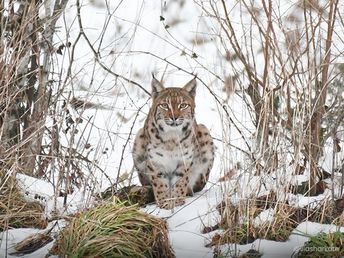 Lynx couché dans la neige en forêt