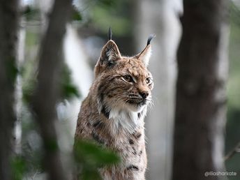 Lynx en forêt 