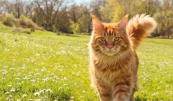 chat roux dans un pré