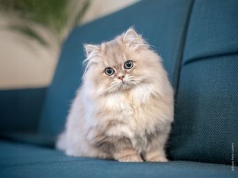 Chat blanc couché sur un canapé