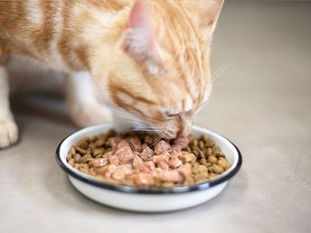La bi-nutrition chez le chat européen