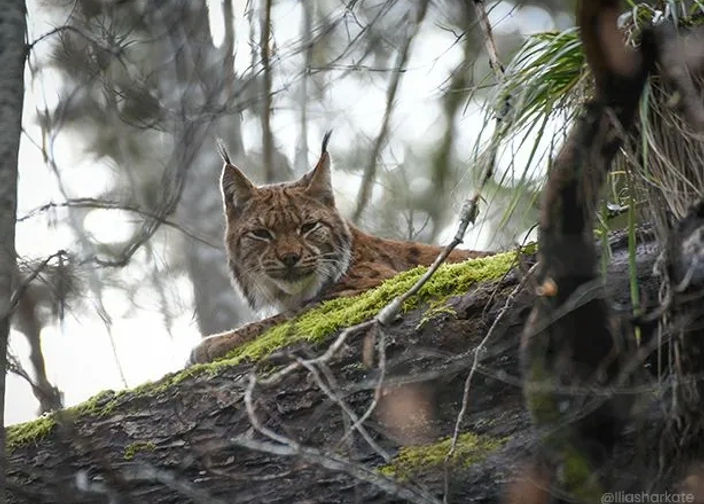 Lynx en forêt derrière un tronc d'arbre