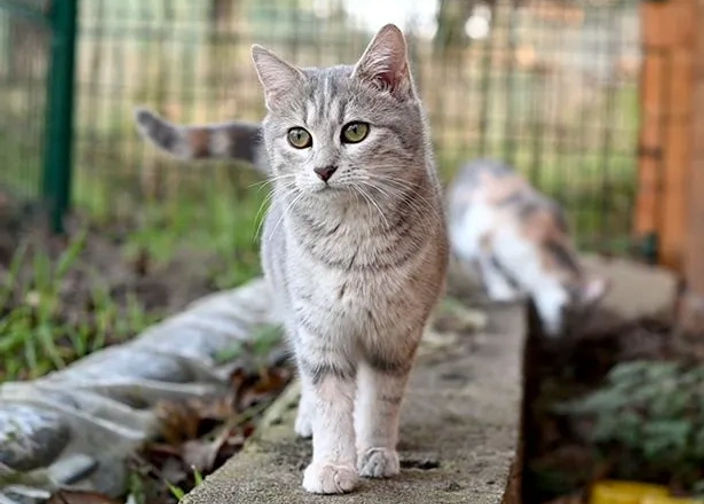 Chat dans un refuge en extérieur