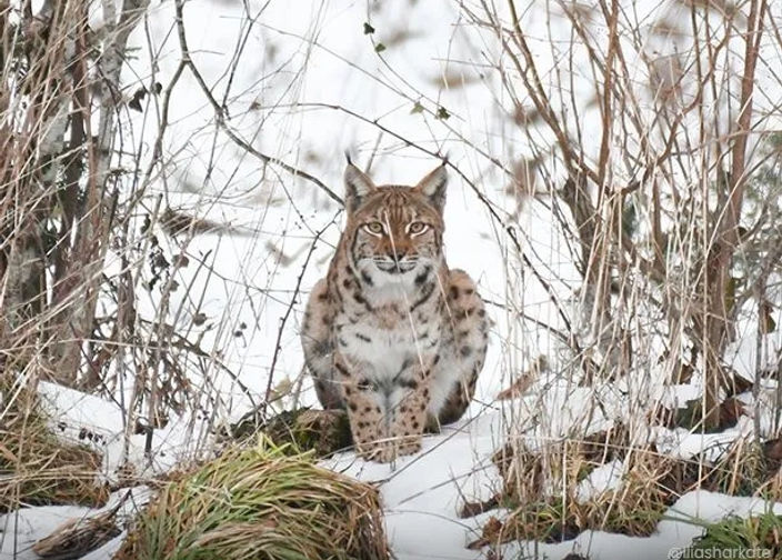 Lynx couché dans la neige en forêt