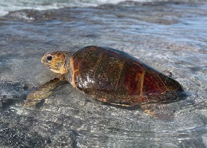 Tortue rejoignant l'océan
