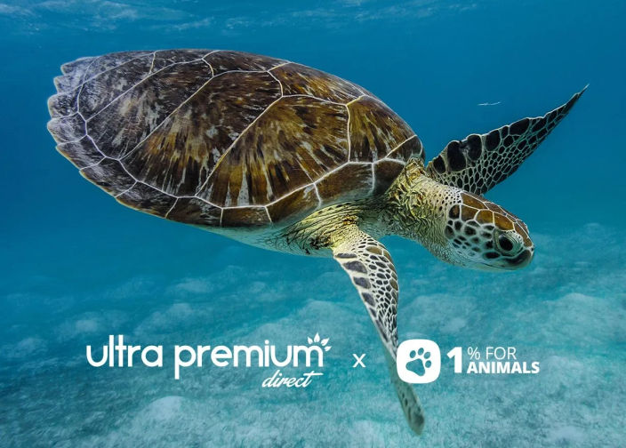 schildpad in de oceaan