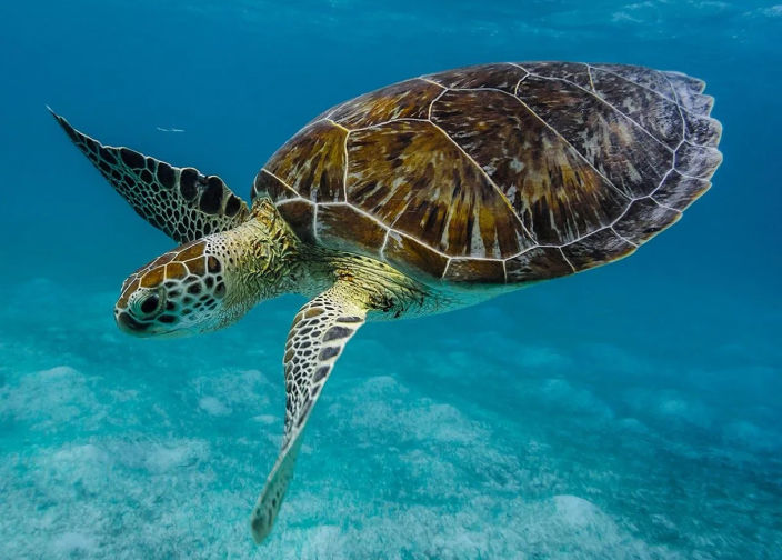 Torture marine dans l'océan