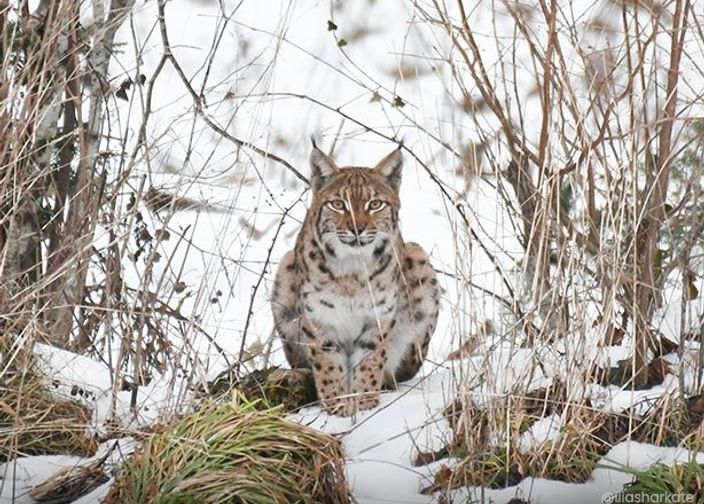 Lynx couché dans la neige en forêt