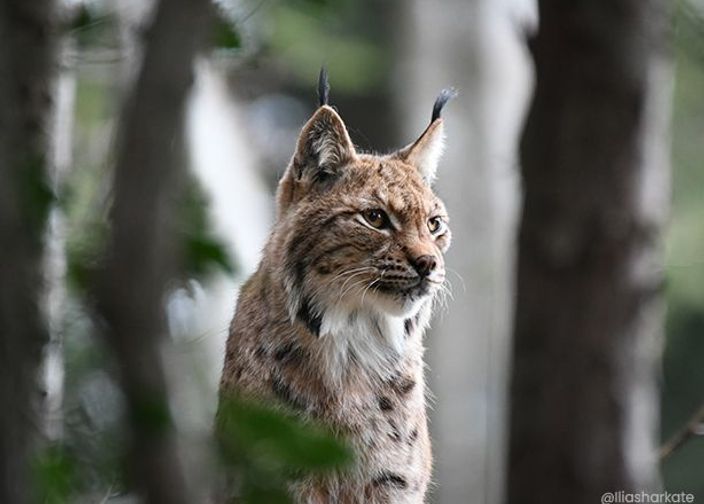 Lynx en forêt