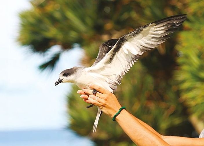 Relâcher de pétrel, un oiseau endémique de l'île de La Réunion