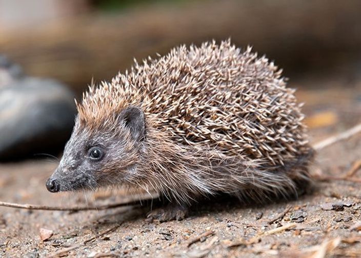 Image d'hérisson