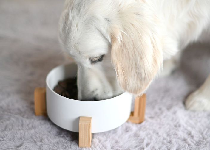 Chien mangeant dans sa gamelle