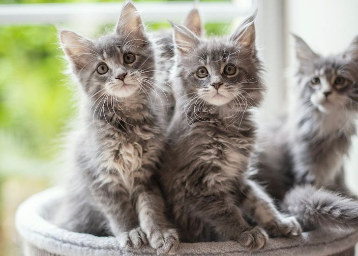 Chatons 