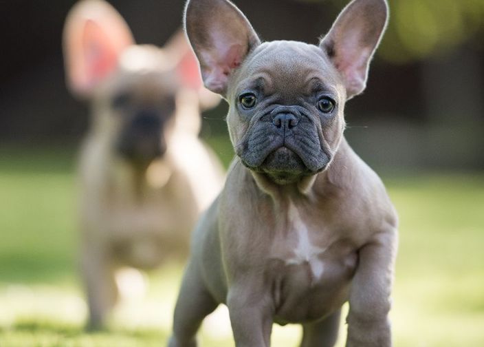 Bouledogue Français chiot en plein air