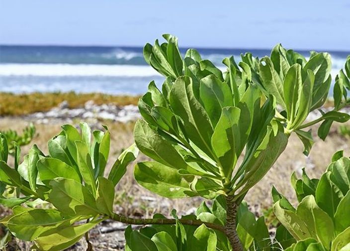 L'île de la Réunion