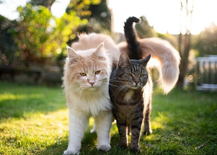 2 chats en extérieur