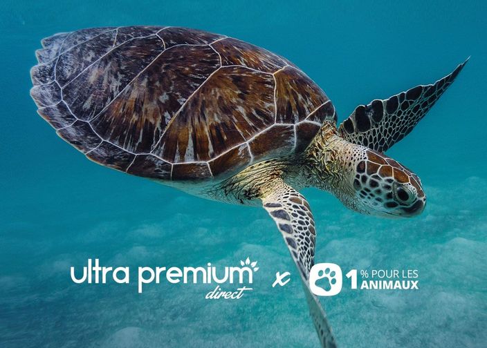 Tortue dans l'océan