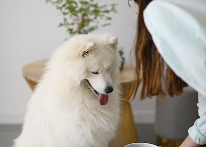 Maîtresse tenant une gamelle de croquettes en face de son chien