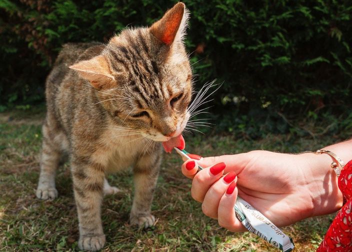 chat mangeant une friandise crémeuse