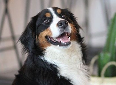 Foto van hond