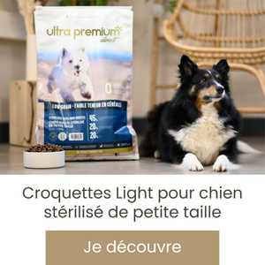 Comment acheter de la nourriture pour chat – Chatboutic