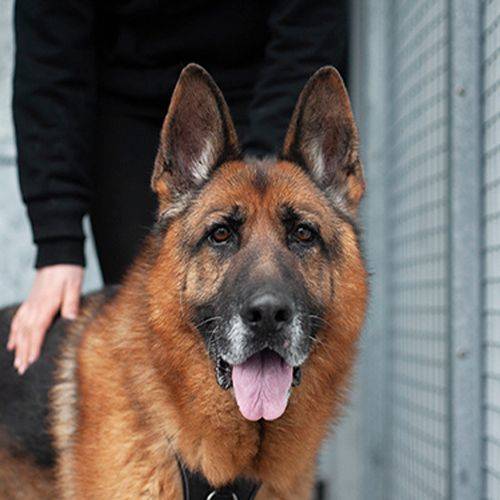 Max, berger allemand de refuge