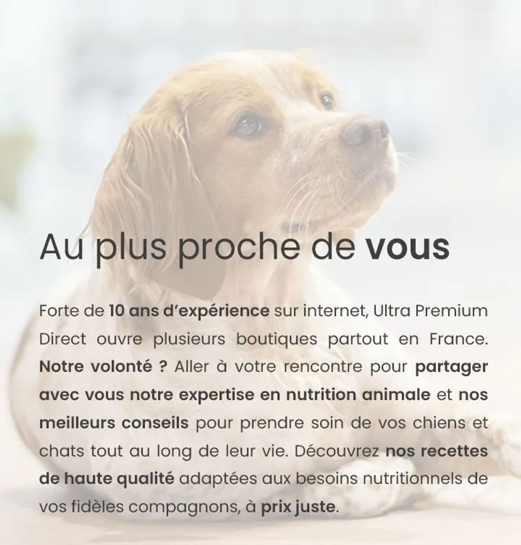 Epagneul breton couché sur le flanc