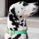 Dalmatiër met een lichtgevende saliegroene L halsband Fidèle Paris in samenwerking met Ultra Premium Direct