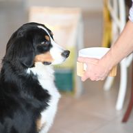 Bouvier bernois regardant sa gamelle