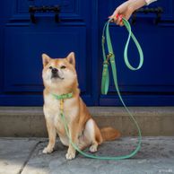 Shiba Inu avec un collier et une laisse vert sauge Fidèle Paris en partenariat avec Ultra Premium Direct