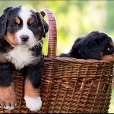 Image-principale-comment-preparer-arrivee-chiot.jpg