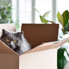 Chat dans un carton de déménagement