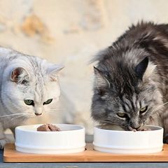 chats mangeant dans leurs gamelles
