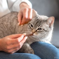 Grijze kat die ruikt naar een snoepstick met gevogelte