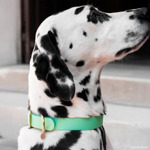 Dalmatiër met een lichtgevende saliegroene L halsband Fidèle Paris in samenwerking met Ultra Premium Direct