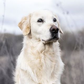 Chien en extérieur