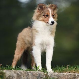 chien en extérieur