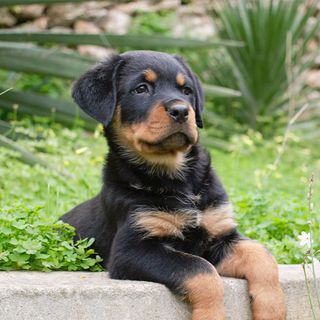 Jeune rottweiler 