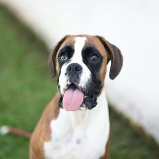 Boxer marron et blanc en extérieur
