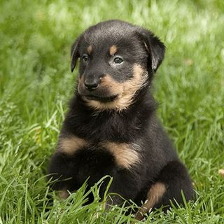 Bébé Beauceron