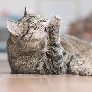 Chat se léchant la pâte