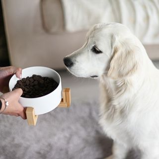 Chien regardant sa gamelle de croquettes tenue par sa maîtresse 