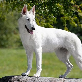 Chien en extérieur