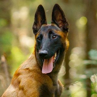 Chien en forêt