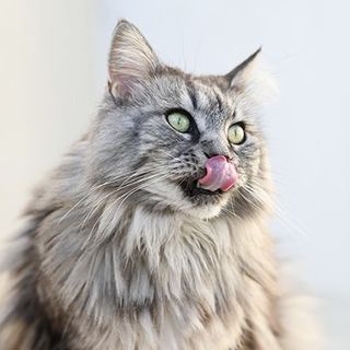 Un chat se léchant les babines 