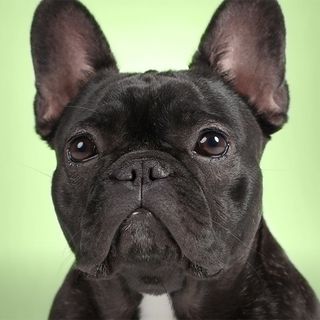 Bouledogue français