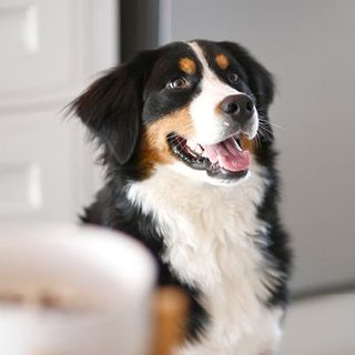 Un chien, assis, la gueule ouverte, regardant face à lui